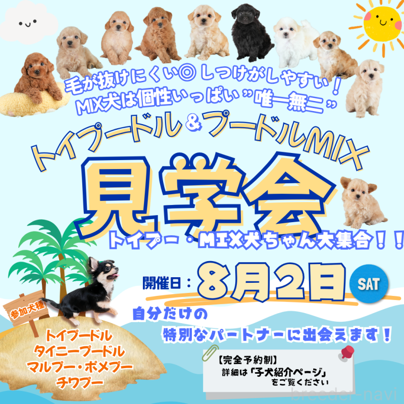 販売中の埼玉県のチワワ(ロングコート)-391494の3枚目